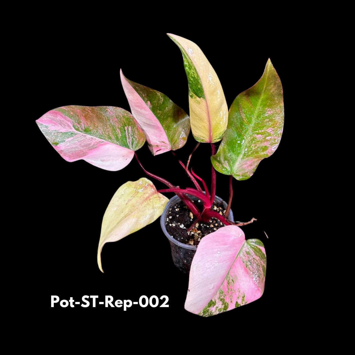 Variegated Philodendron Strawberry Shake in a Nursery Pot- Rare Strawberry Mature Plant - Collector GIFT Plant - Live Plant - US Seller