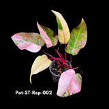 Variegated Philodendron Strawberry Shake in a Nursery Pot- Rare Strawberry Mature Plant - Collector GIFT Plant - Live Plant - US Seller