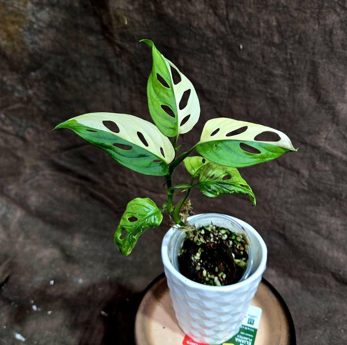 High Variegated White Monstera Adansonii Albo in a Nursery Pot - Swiss Cheese Half-Moon Leaf Live Plant- Rare Collector Plant - US Seller