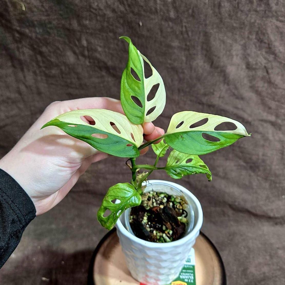 High Variegated White Monstera Adansonii Albo in a Nursery Pot - Swiss Cheese Half-Moon Leaf Live Plant- Rare Collector Plant - US Seller