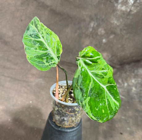 Rare Philodendron Gloriousum Variegated in a Nursery Pot - Live Tropical Houseplant - Beginners Plant - Gift Plant - US Seller