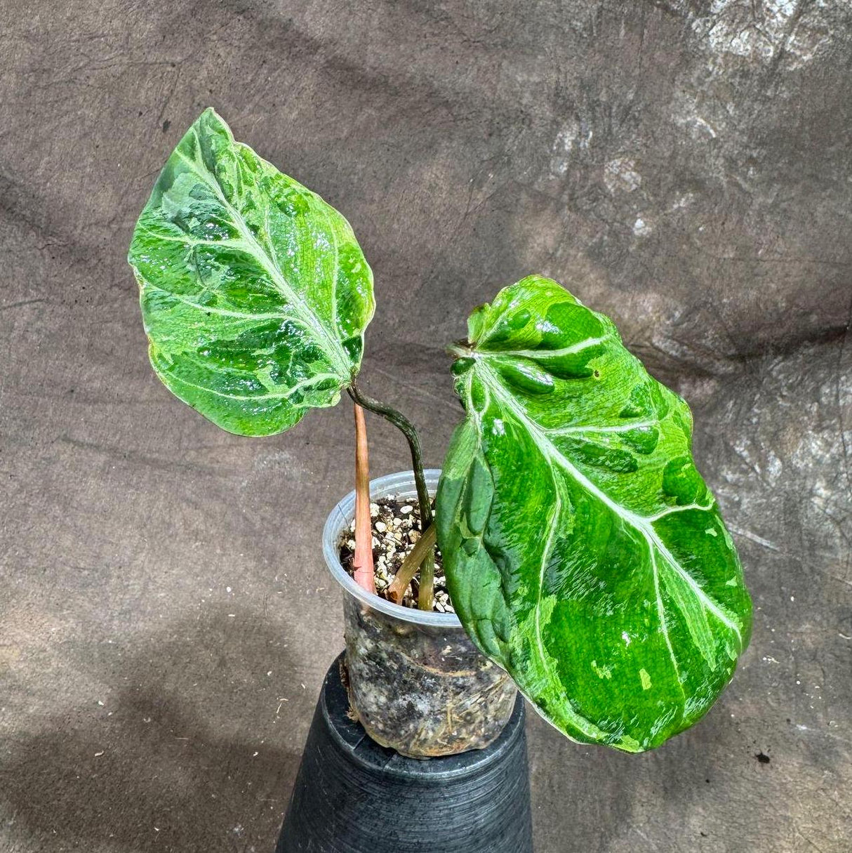 Rare Philodendron Gloriousum Variegated in a Nursery Pot - Live Tropical Houseplant - Beginners Plant - Gift Plant - US Seller