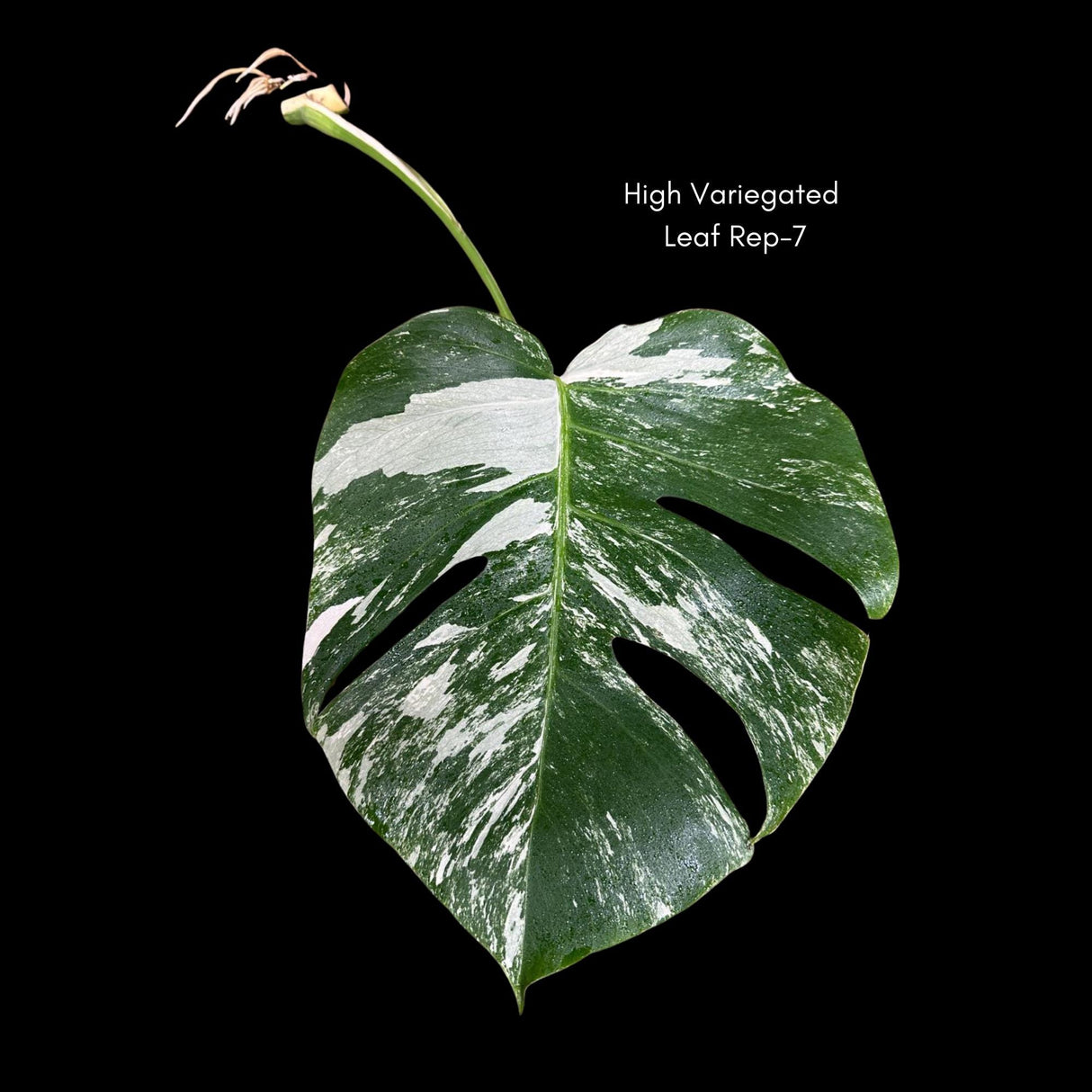 High Variegated Monstera Albo Cutting - Rare variegated Monstera Borsigiana albo - Rare Collector Plant - Live Indoor Plant - US Seller