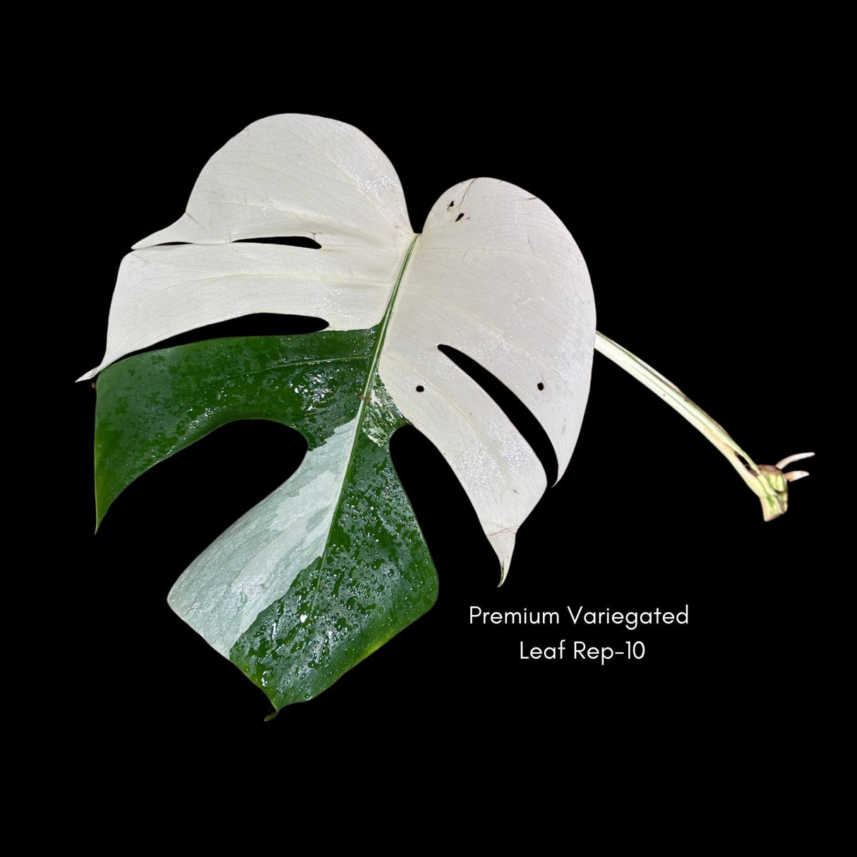 High Variegated Monstera Albo Cutting - Rare variegated Monstera Borsigiana albo - Rare Collector Plant - Live Indoor Plant - US Seller