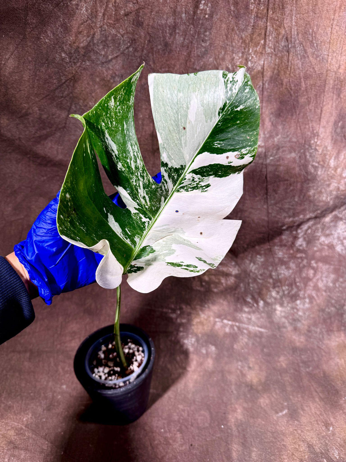 Variegated Monstera Albo Plant - Rare Indoor White Monstera Albo Borsigiana Plant - Single Leaf Potted Plant - US Seller - EXACT Plant