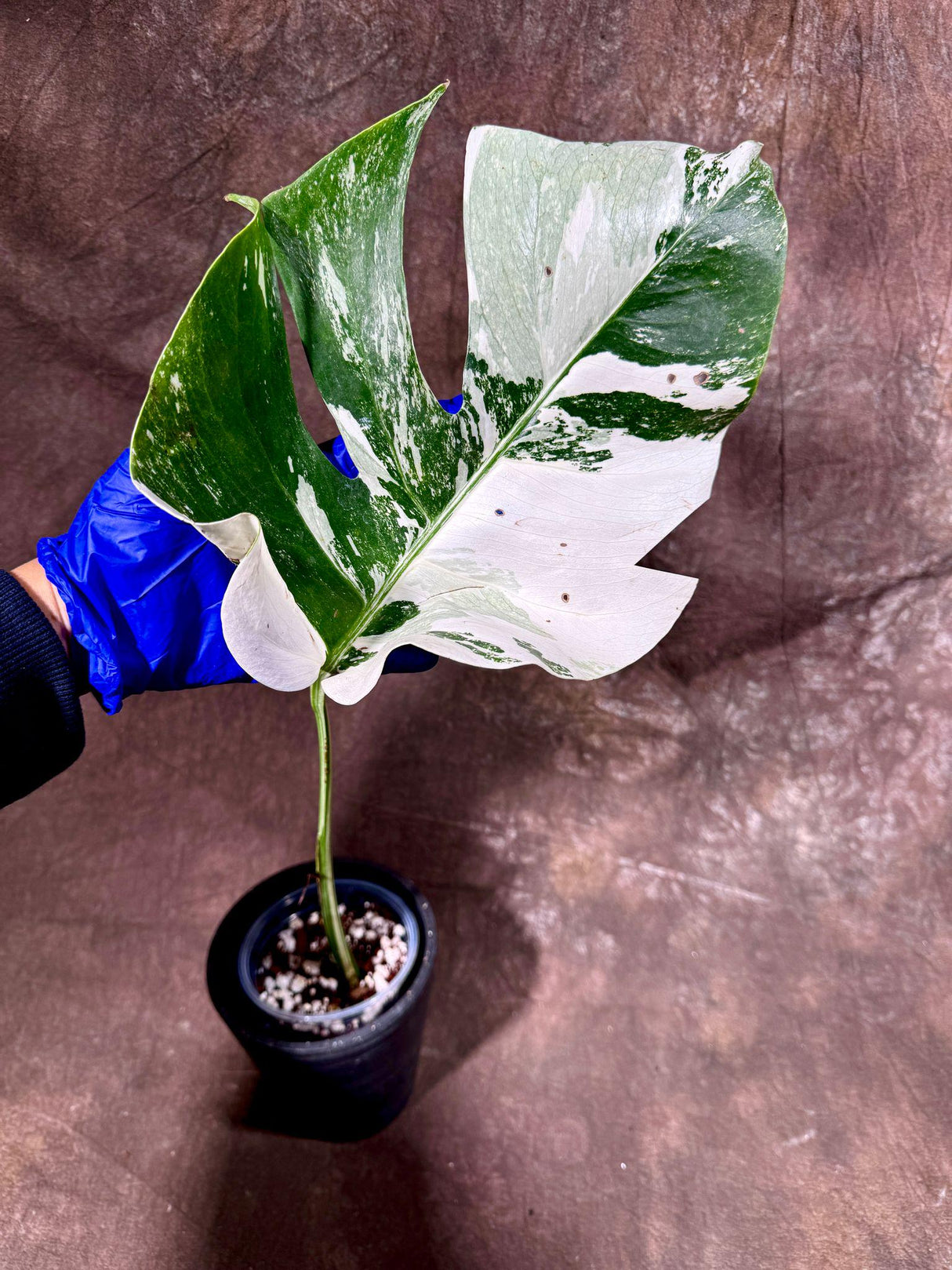 Variegated Monstera Albo Plant - Rare Indoor White Monstera Albo Borsigiana Plant - Single Leaf Potted Plant - US Seller - EXACT Plant