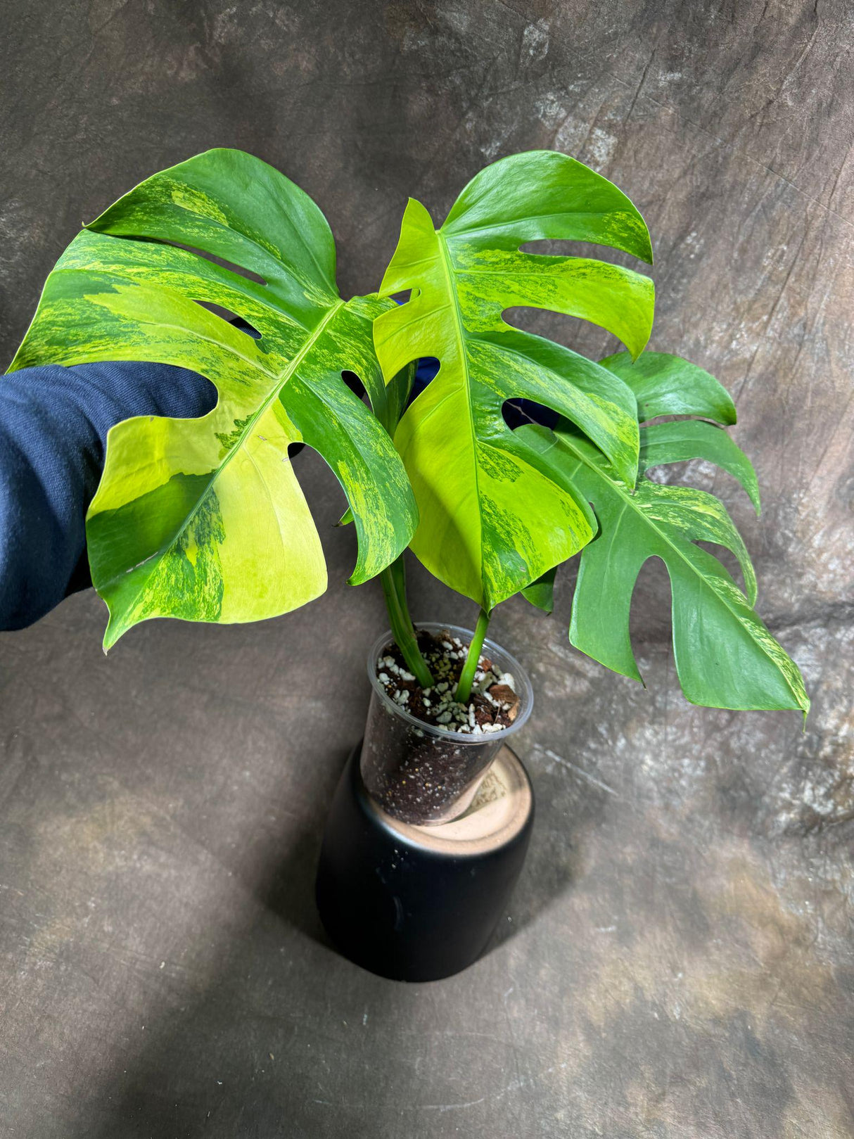 Monstera Aurea Variegated Borsigiana in a Nursery Pot - Monstera Aurea Large Leaf Plant - Monstera Marmota - US Seller - Exact Plant