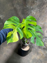 Monstera Aurea Variegated Borsigiana in a Nursery Pot - Monstera Aurea Large Leaf Plant - Monstera Marmota - US Seller - Exact Plant