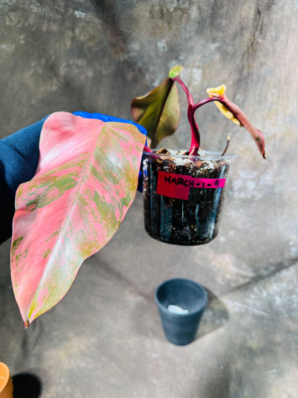 Variegated Philodendron Strawberry Shake in a Nursery Pot - RARE Collector Plant - Philodendron Pink Plant - Live Indoor Plant - US seller