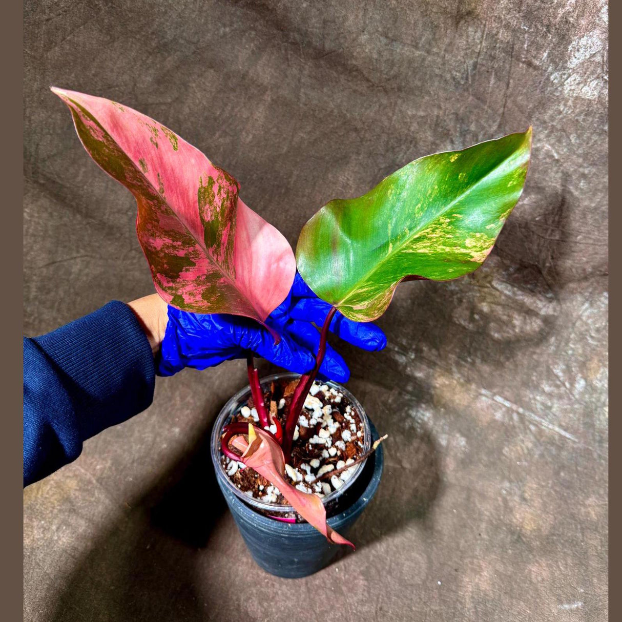 Variegated Philodendron Strawberry Shake in a Nursery Pot - RARE Collector Plant - Philodendron Pink Plant - Live Indoor Plant - US seller