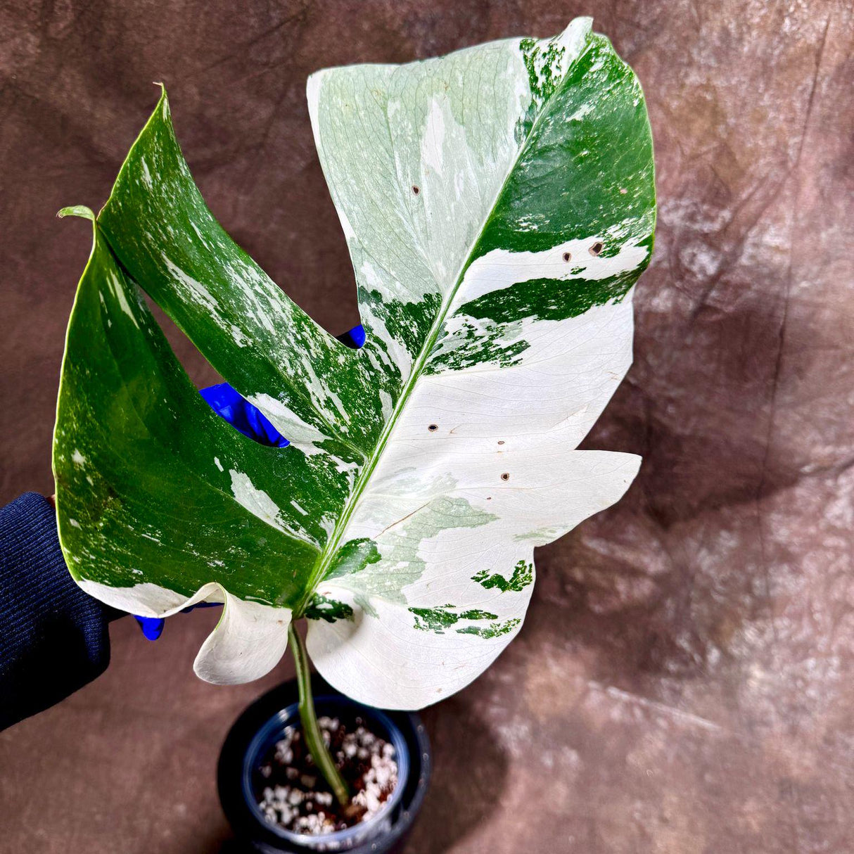 Variegated Monstera Albo Plant - Rare Indoor White Monstera Albo Borsigiana Plant - Single Leaf Potted Plant - US Seller - EXACT Plant