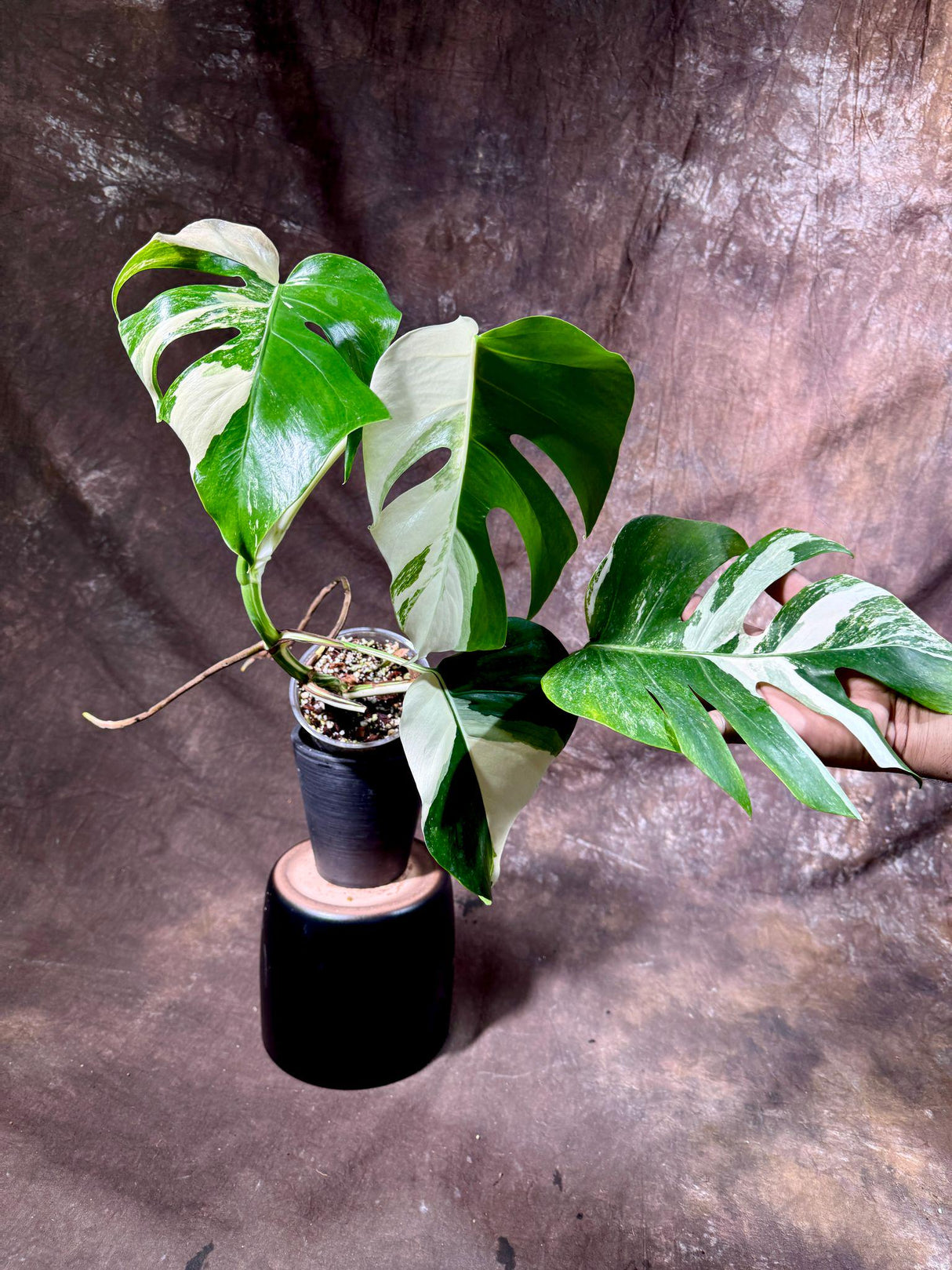 Variegated Monstera Albo Plant - Rare Indoor White Monstera Albo Borsigiana Plant - Mature Plant - US Seller - Rare Houseplant -EXACT Plant