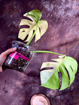 Variegated Monstera Albo Plant - Rare Indoor White Monstera Albo Borsigiana Plant - Large Form - US Seller - Rare Houseplant -EXACT Plant