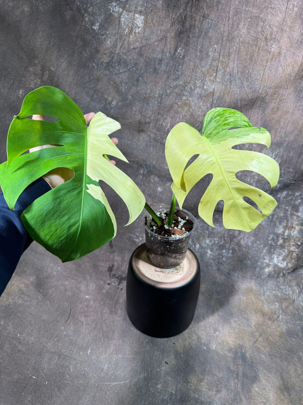 Variegated Monstera Albo Plant - Rare Indoor White Monstera Albo Borsigiana Plant - Large Form - US Seller - Rare Houseplant -EXACT Plant