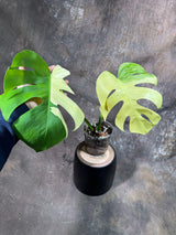 Variegated Monstera Albo Plant - Rare Indoor White Monstera Albo Borsigiana Plant - Large Form - US Seller - Rare Houseplant -EXACT Plant