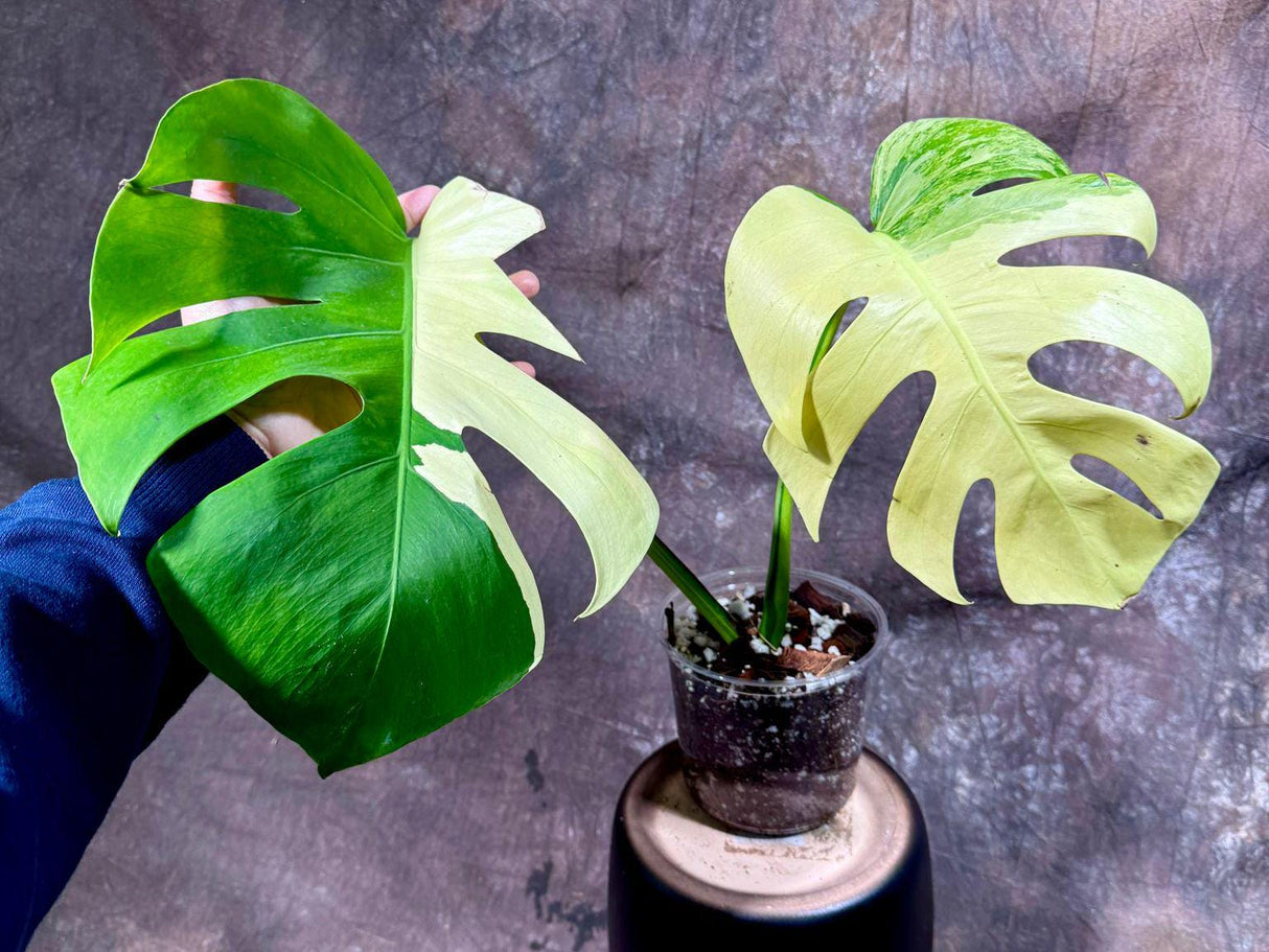 Variegated Monstera Albo Plant - Rare Indoor White Monstera Albo Borsigiana Plant - Large Form - US Seller - Rare Houseplant -EXACT Plant
