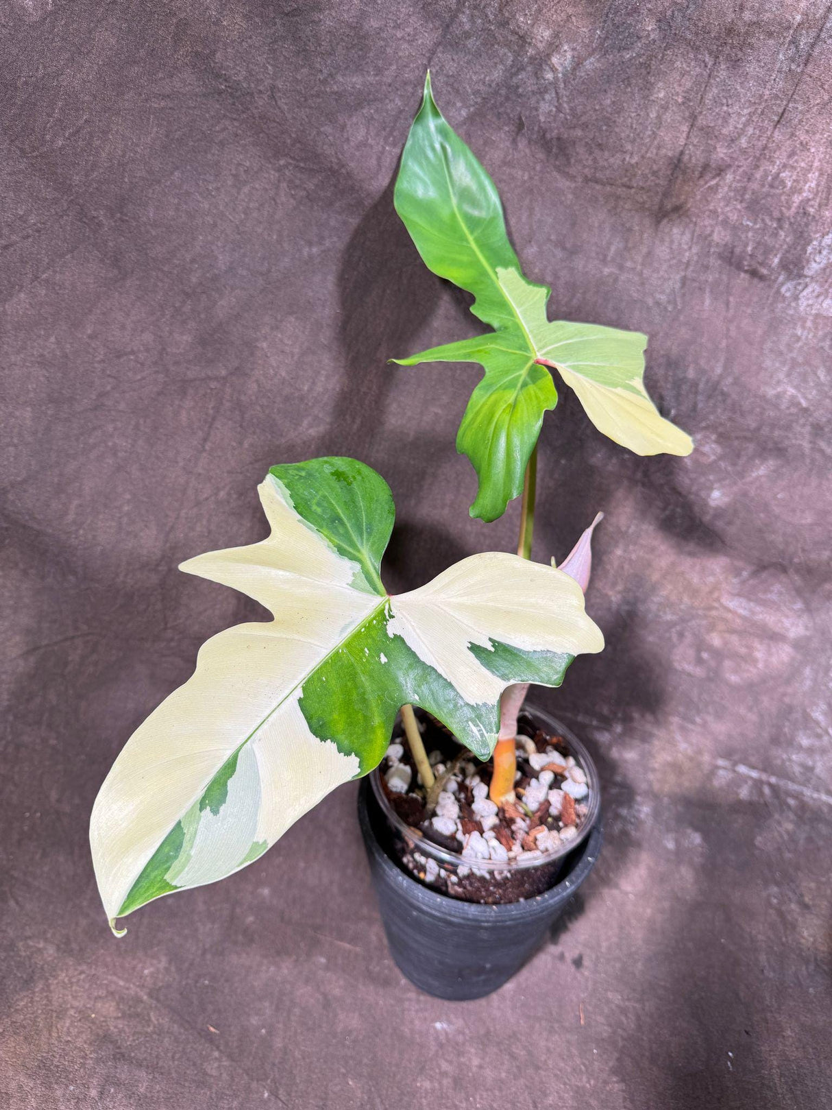 Philodendron Golden Dragon Variegated Established Plant in a Nursery Pot- Collector Rare Indoor Live Plants - SAME Exact Plant - US Seller