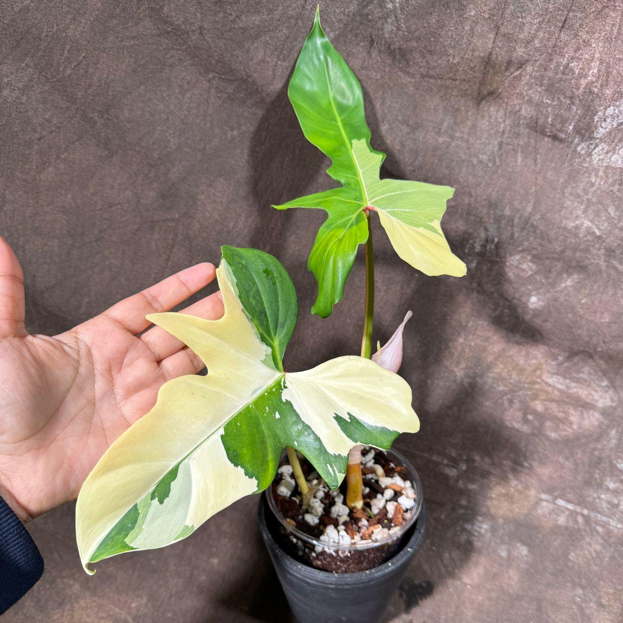 Philodendron Golden Dragon Variegated Established Plant in a Nursery Pot- Collector Rare Indoor Live Plants - SAME Exact Plant - US Seller