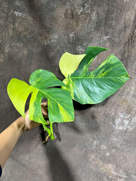 Monstera Aurea High Variegated Borsigiana  Cutting  - Monstera Aurea Variegata - Monstera Marmota Top Cut - Gift for Mom - US Seller