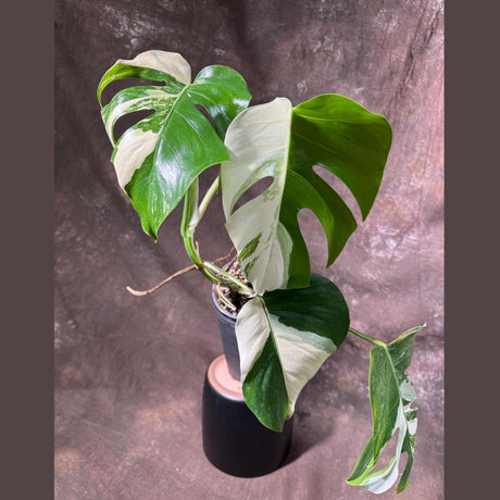 Variegated Monstera Albo Plant - Rare Indoor White Monstera Albo Borsigiana Plant - Mature Plant - US Seller - Rare Houseplant -EXACT Plant