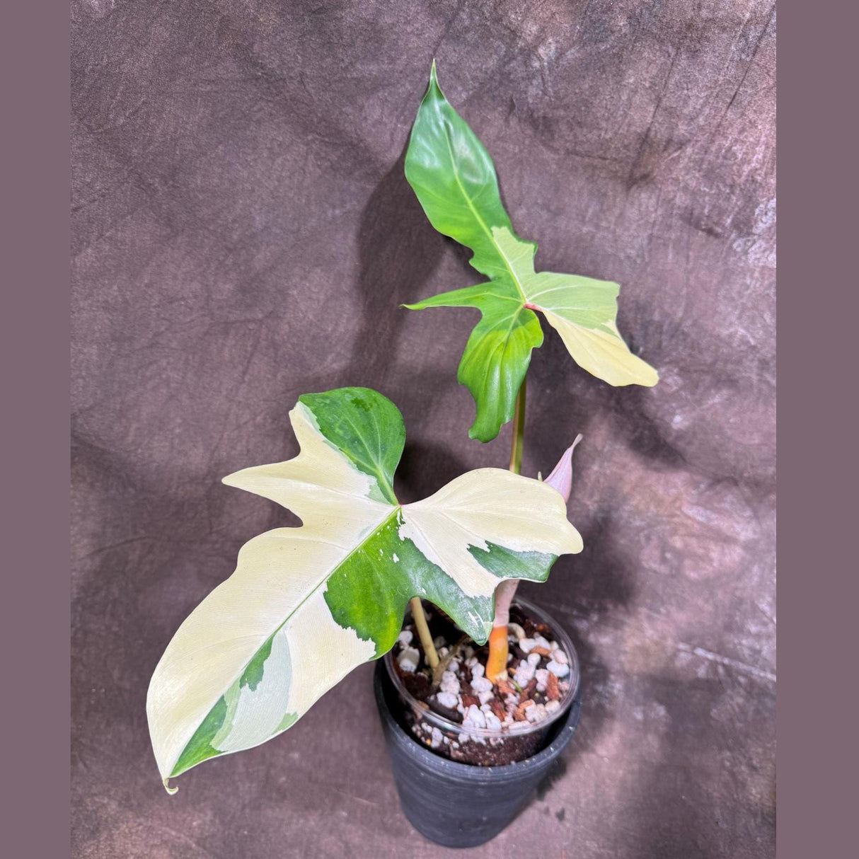 Philodendron Golden Dragon Variegated Established Plant in a Nursery Pot- Collector Rare Indoor Live Plants - SAME Exact Plant - US Seller