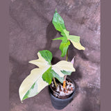 Philodendron Golden Dragon Variegated Established Plant in a Nursery Pot- Collector Rare Indoor Live Plants - SAME Exact Plant - US Seller