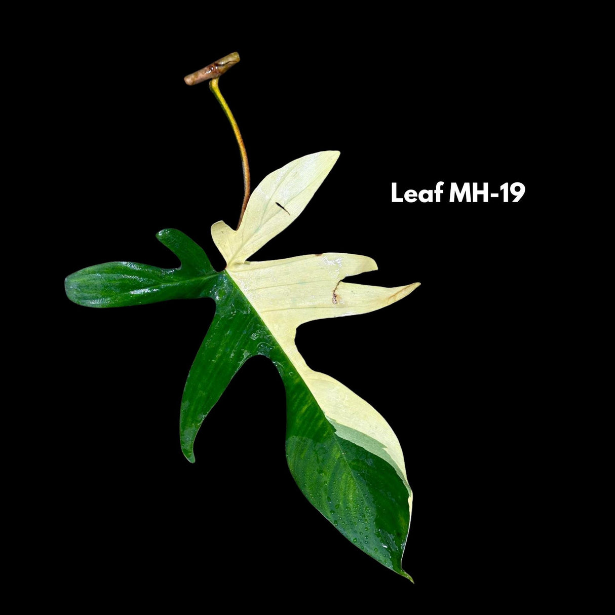 Variegated Philodendron Florida Beauty-Exotic Indoor Plants-Air Purifying Houseplants-Low light Indoor Plants-Florida Beauty Cuttings