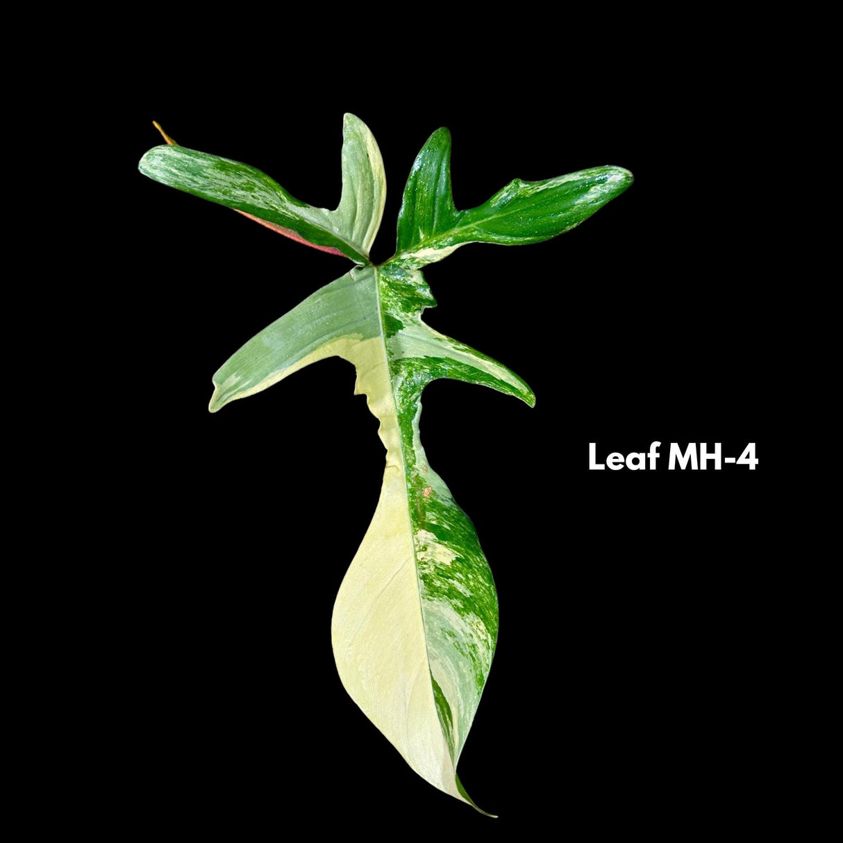 Variegated Philodendron Florida Beauty-Exotic Indoor Plants-Air Purifying Houseplants-Low light Indoor Plants-Florida Beauty Cuttings