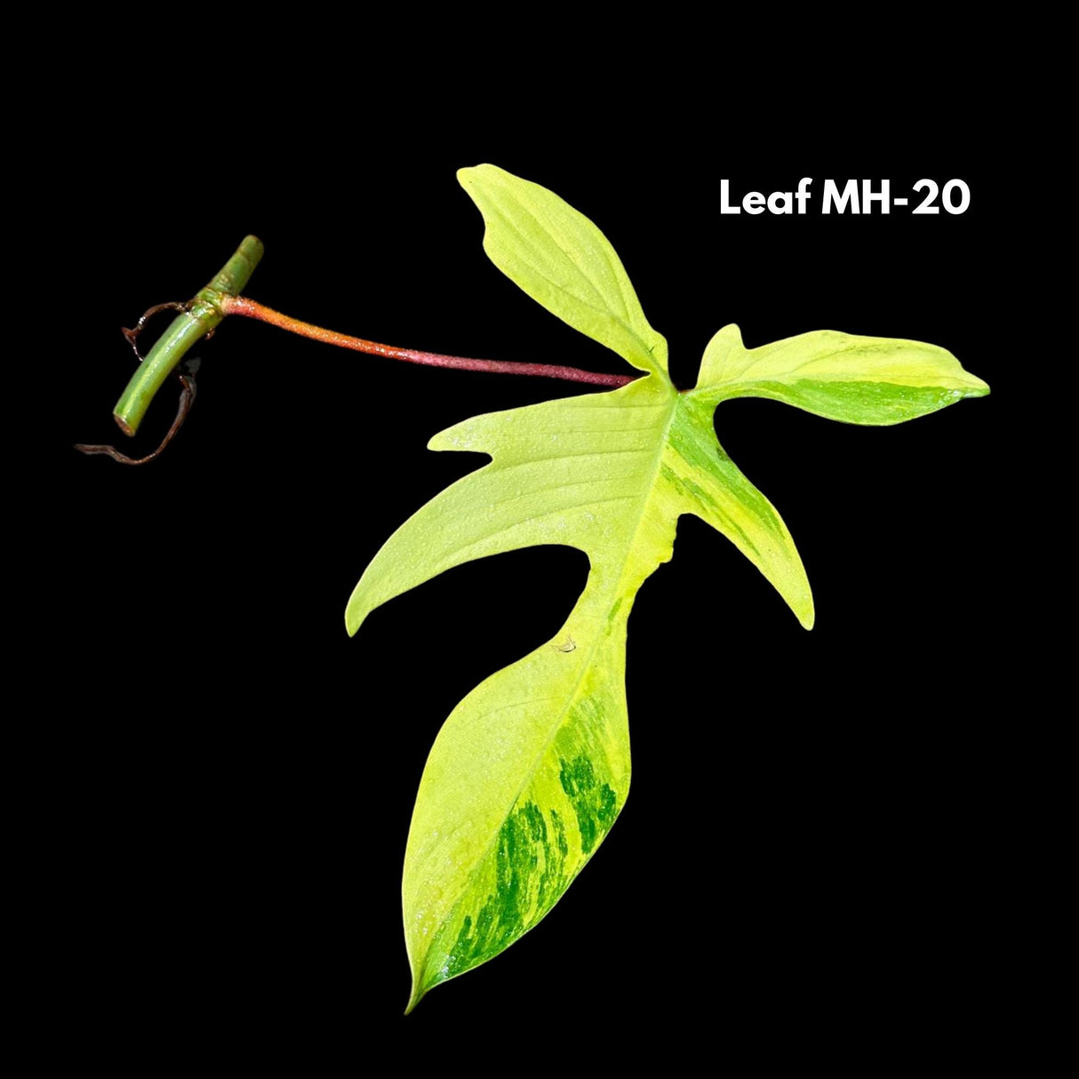 Variegated Philodendron Florida Beauty-Exotic Indoor Plants-Air Purifying Houseplants-Low light Indoor Plants-Florida Beauty Cuttings
