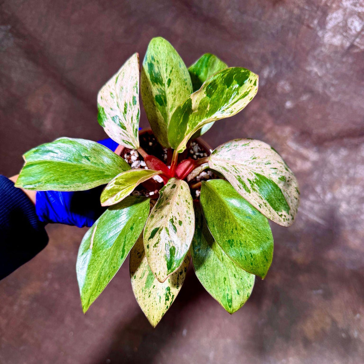 Philodendron Red Congo Variegated Live Plant - Dwarf Red Congo Indoor Outdoor Gardening Rare Plants - Hard to Come By - US Seller