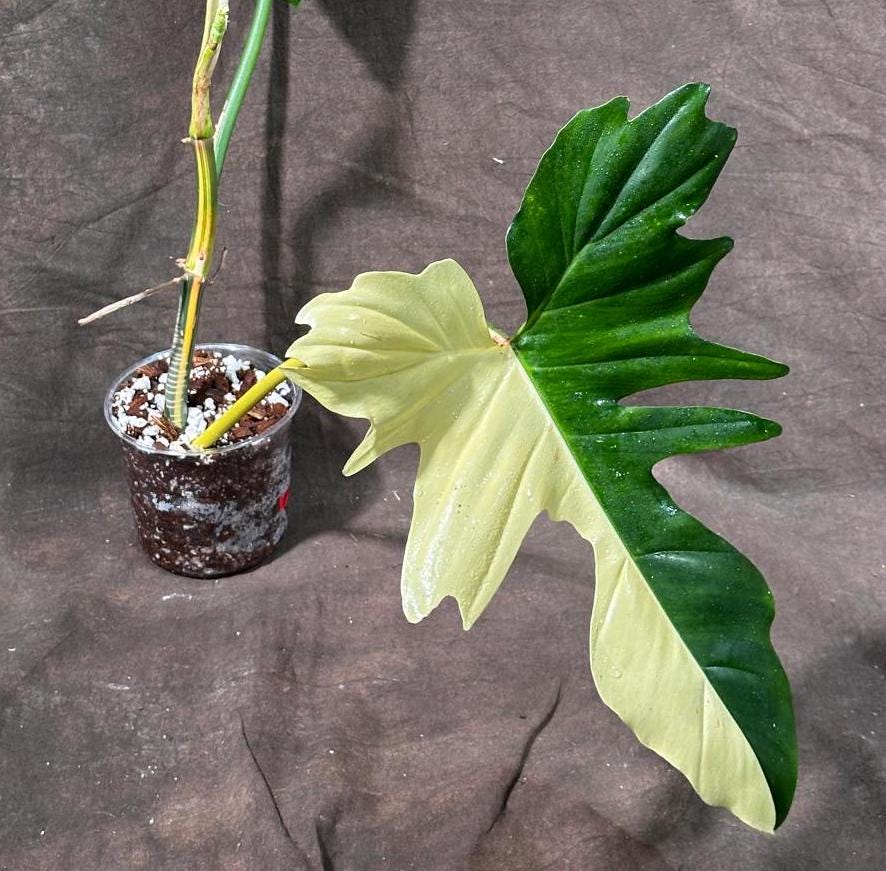 Philodendron Golden Dragon Variegated Established Plant in a Nursery Pot- Collector Rare Indoor Plants - Live Plant - SAME plant - US Seller