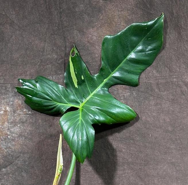 Philodendron Golden Dragon Variegated Established Plant in a Nursery Pot- Collector Rare Indoor Plants - Live Plant - SAME plant - US Seller