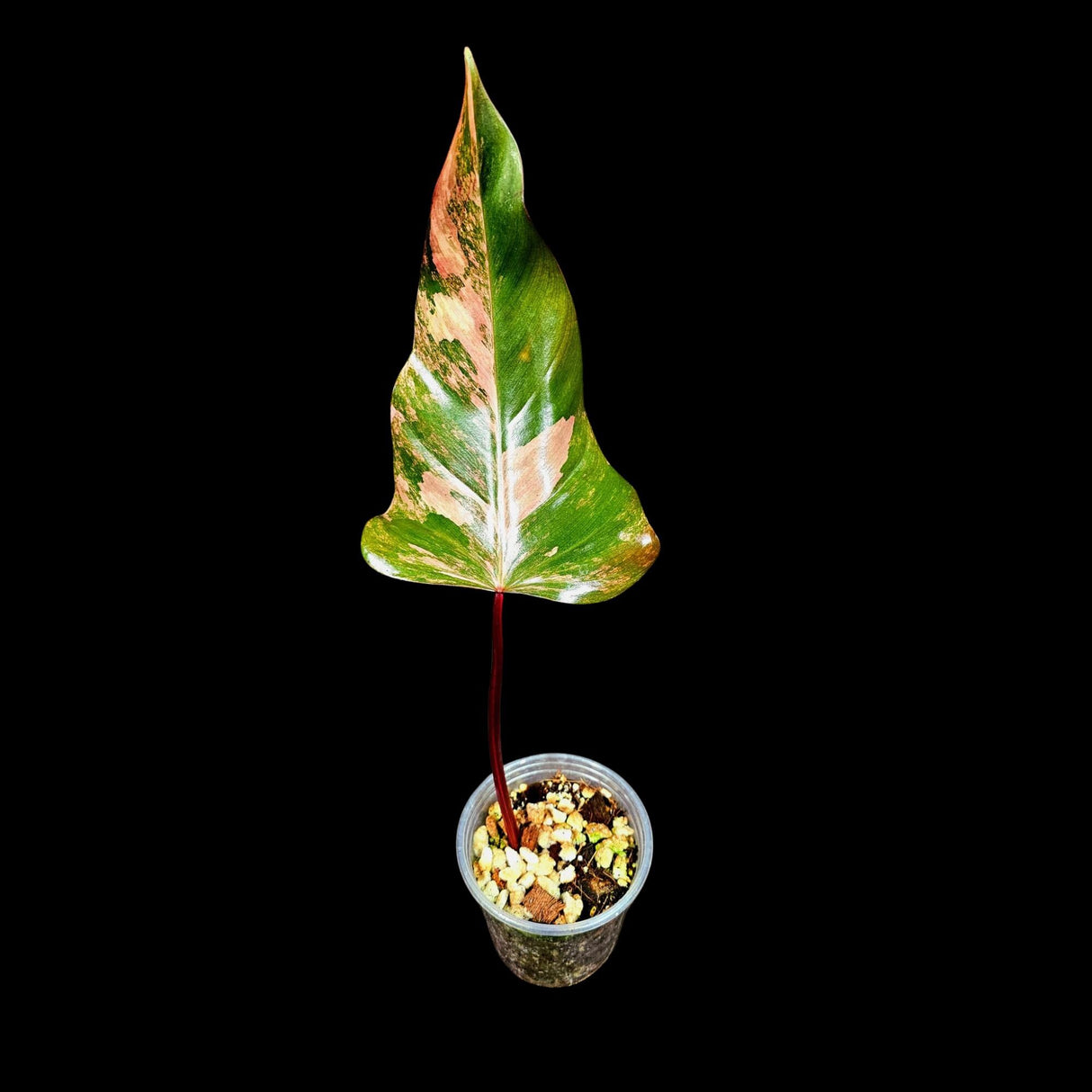 Variegated Philodendron Strawberry Shake in a Nursery Pot - Strawberry Shake RARE Collector Single Leaf Plant - Live Indoor Plant -US seller