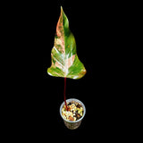 Variegated Philodendron Strawberry Shake in a Nursery Pot - Strawberry Shake RARE Collector Single Leaf Plant - Live Indoor Plant -US seller