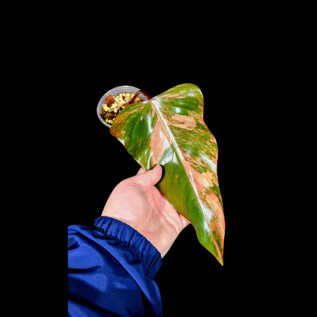 Variegated Philodendron Strawberry Shake in a Nursery Pot - Strawberry Shake RARE Collector Single Leaf Plant - Live Indoor Plant -US seller