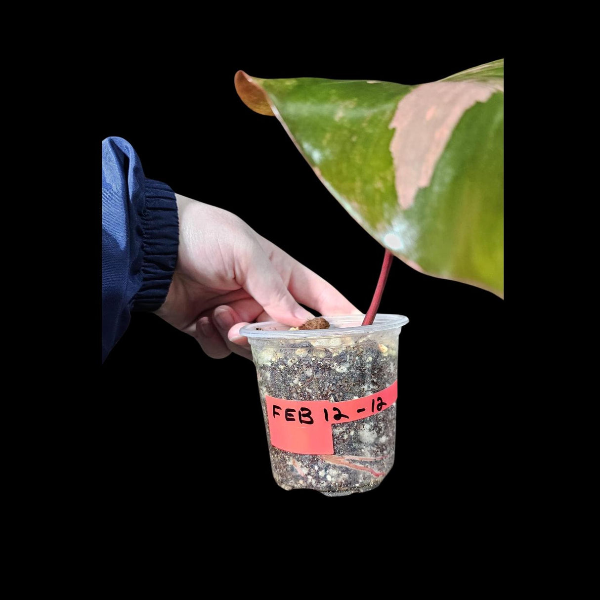Variegated Philodendron Strawberry Shake in a Nursery Pot - Strawberry Shake RARE Collector Single Leaf Plant - Live Indoor Plant -US seller