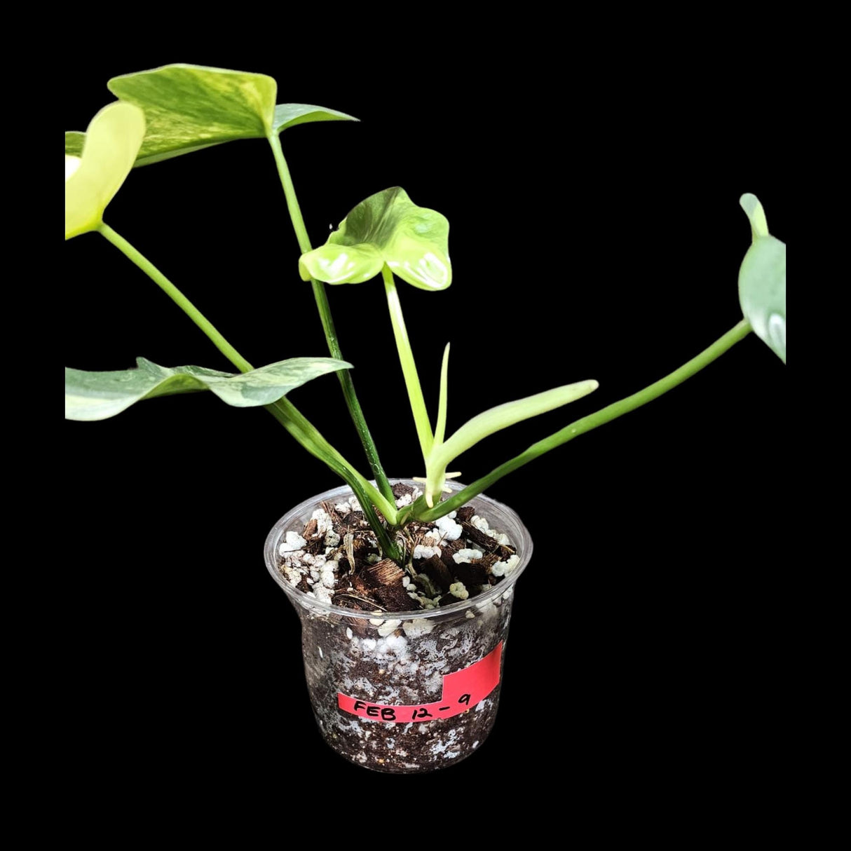 Variegated Philodendron Bipennifolium in a Nursery Pot - Bipennifolium Mature Rare Collector Plant - Exact SAME Live Plant - US Seller