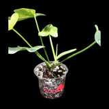 Variegated Philodendron Bipennifolium in a Nursery Pot - Bipennifolium Mature Rare Collector Plant - Exact SAME Live Plant - US Seller
