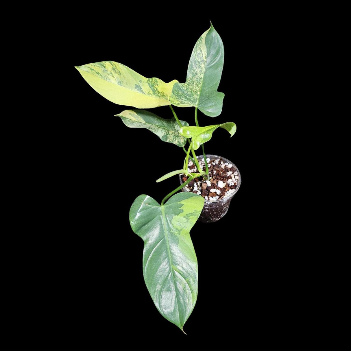 Variegated Philodendron Bipennifolium in a Nursery Pot - Bipennifolium Mature Rare Collector Plant - Exact SAME Live Plant - US Seller