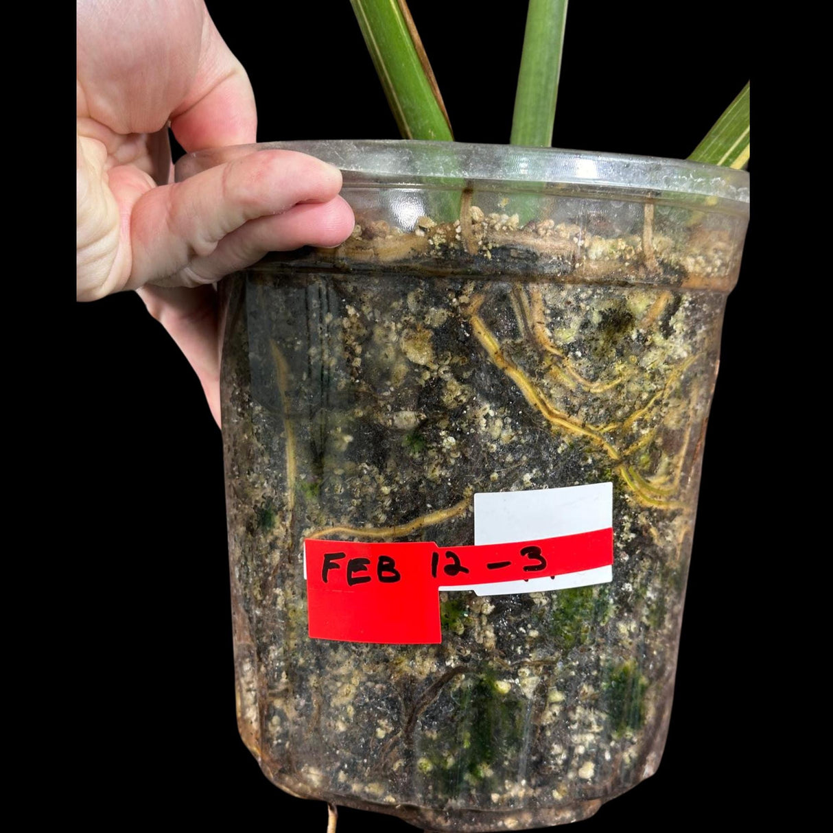 Monstera Thai constellation plant in a Nursery Pot | Large Mature Fenestration Split Leaf | Live Houseplant | US Seller