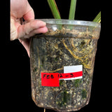 Monstera Thai constellation plant in a Nursery Pot | Large Mature Fenestration Split Leaf | Live Houseplant | US Seller