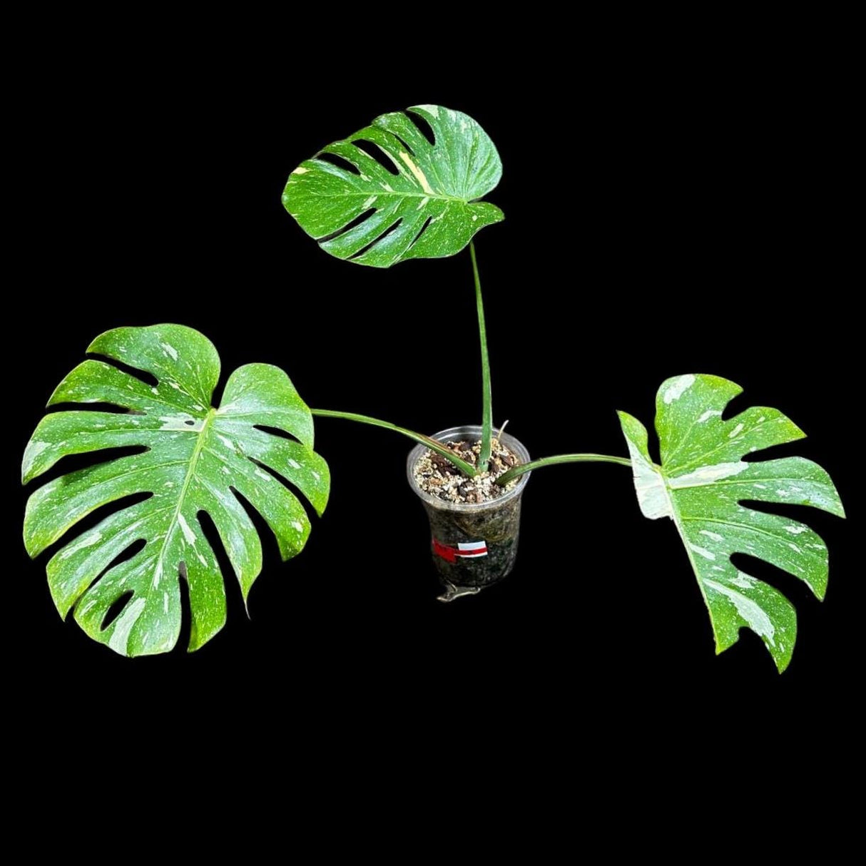 Monstera Thai constellation plant in a Nursery Pot | Large Mature Fenestration Split Leaf | Live Houseplant | US Seller