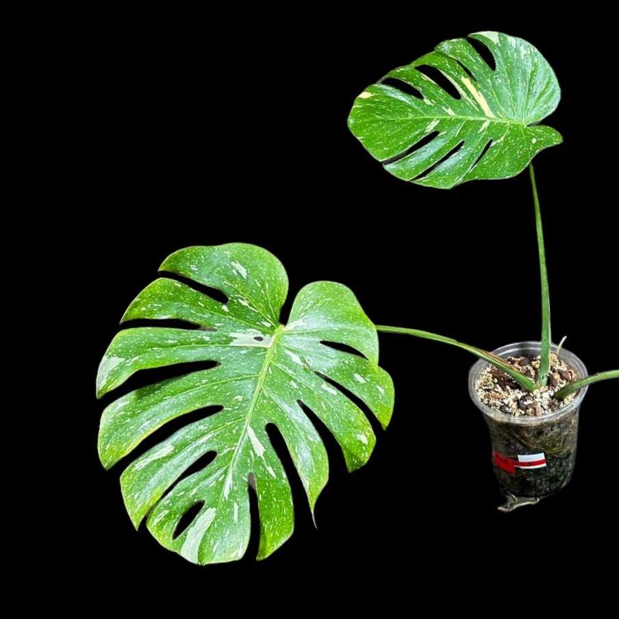 Monstera Thai constellation plant in a Nursery Pot | Large Mature Fenestration Split Leaf | Live Houseplant | US Seller