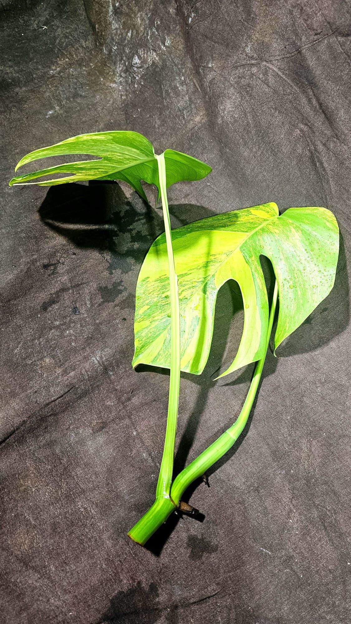 Monstera Aurea EXACT Cut High Variegated - Top Cut Monstera Aurea Variegata - Monstera Marmota - SAME Cut