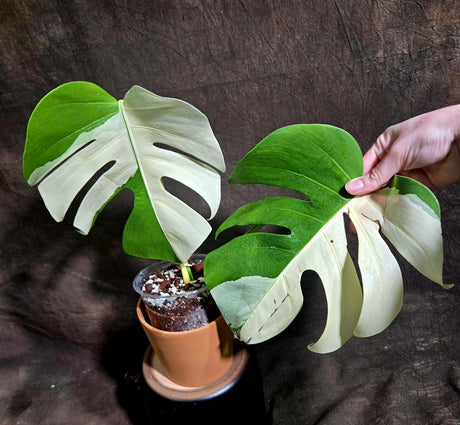 Variegated Monstera Albo Plant - Rare Indoor White Monstera Albo Borsigiana Plant - US Seller - Rare Houseplant -Similar Plant