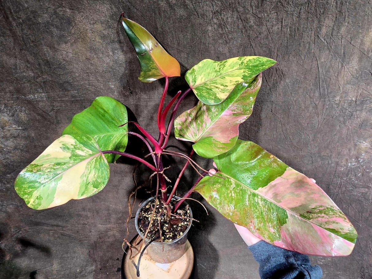 Variegated Philodendron Strawberry Shake in a Nursery Pot - Strawberry Shake RARE Collector Plant - Live Indoor Plant -Gift Plant-US seller