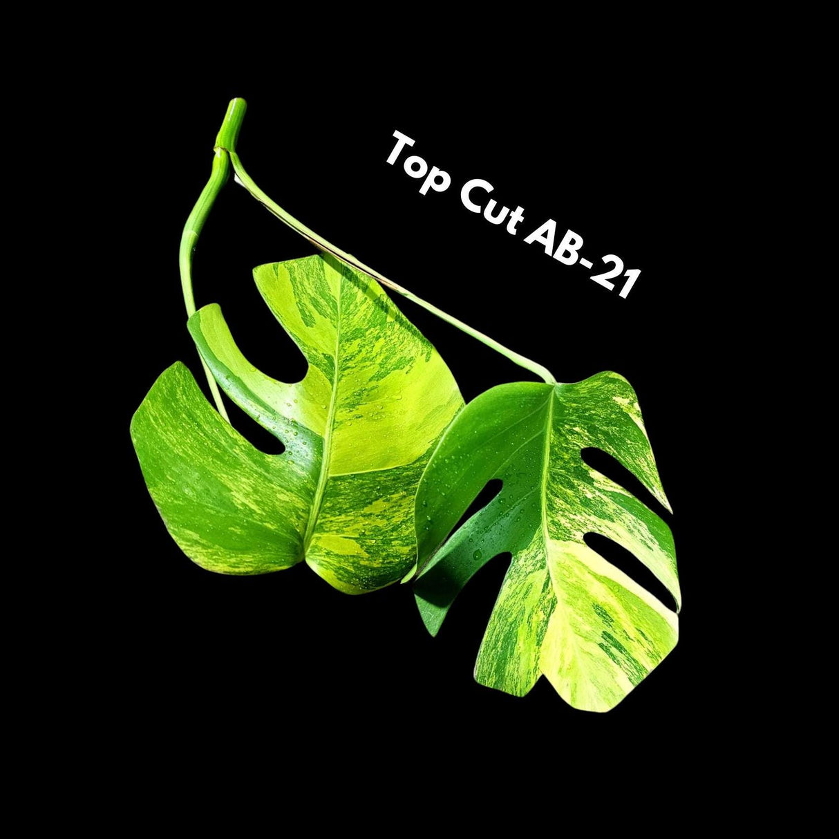 Monstera Aurea EXACT Cut High Variegated - Top Cut Monstera Aurea Variegata - Monstera Marmota - SAME Cut