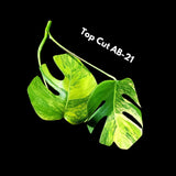 Monstera Aurea EXACT Cut High Variegated - Top Cut Monstera Aurea Variegata - Monstera Marmota - SAME Cut