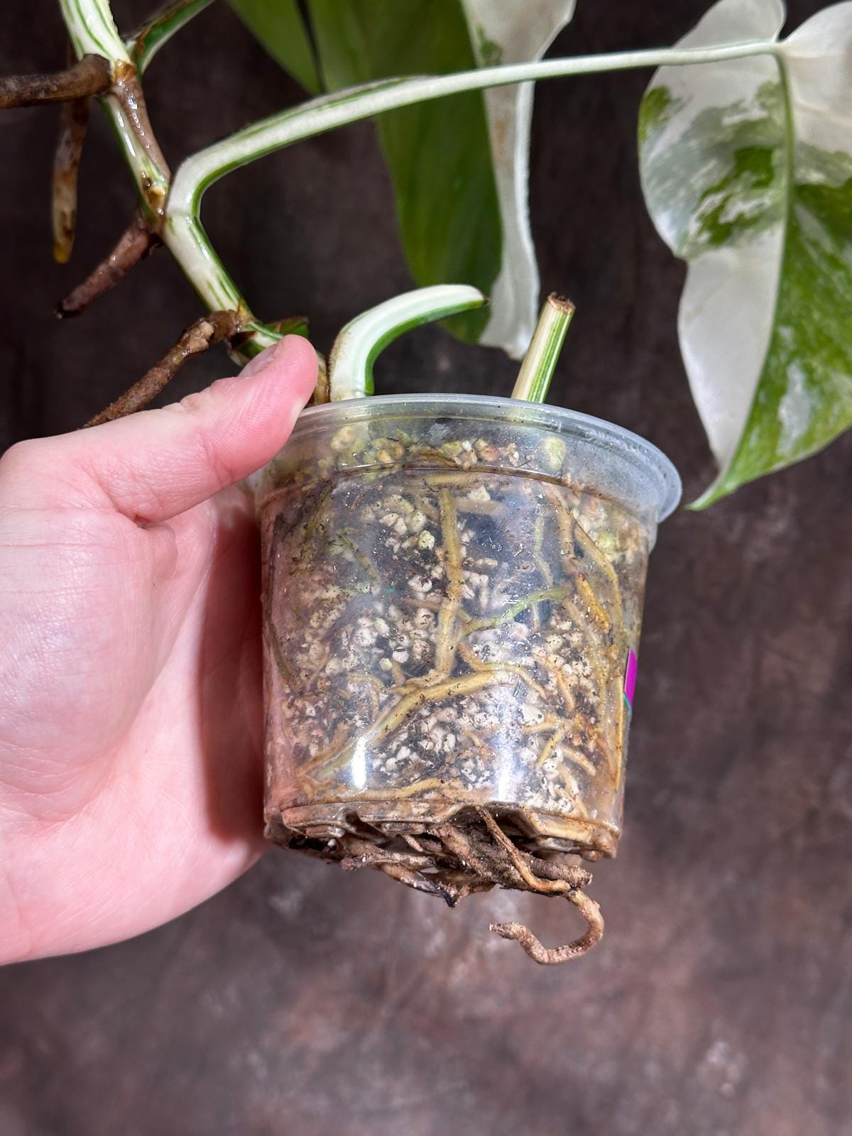 Variegated Monstera Albo Plant - Rare Indoor White Monstera Albo Borsigiana Plant - Half-Moon Leaf - US Seller -Rare Houseplant-EXACT Plant