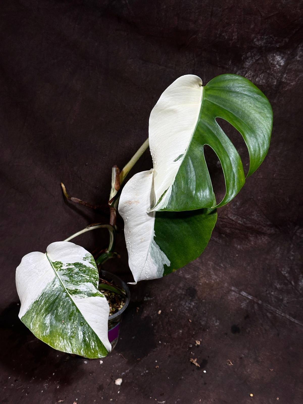 Variegated Monstera Albo Plant - Rare Indoor White Monstera Albo Borsigiana Plant - Half-Moon Leaf - US Seller -Rare Houseplant-EXACT Plant